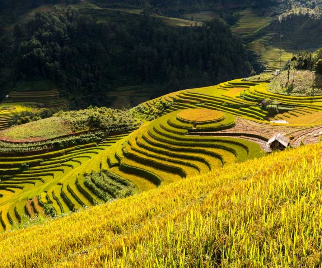 Mu Cang Chai