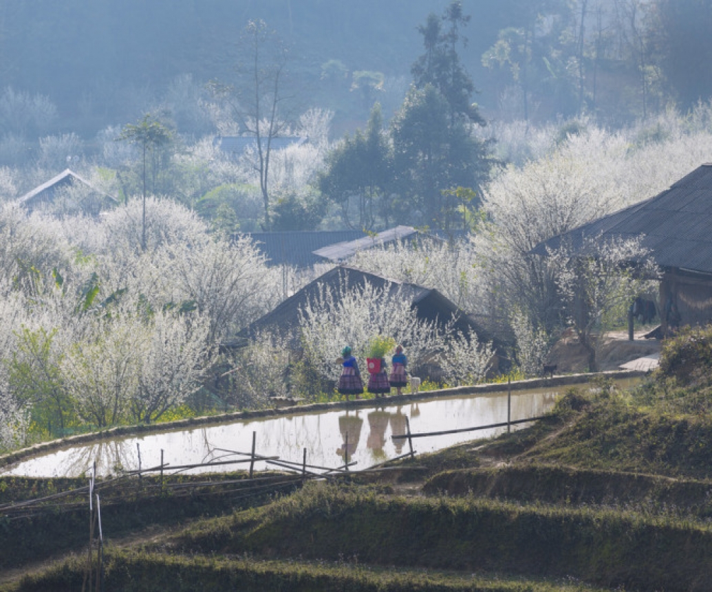 Bac Ha