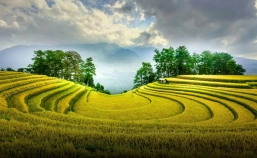 Mu Cang Chai 