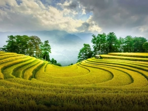 Mu Cang Chai 