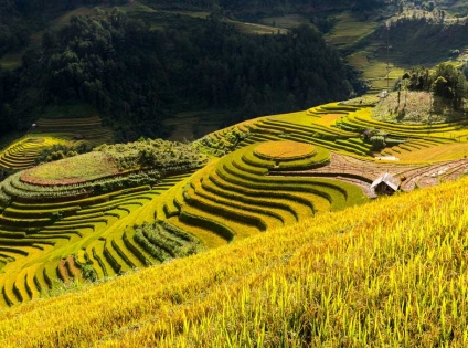 Mu Cang Chai