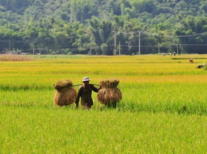 Mai Chau 