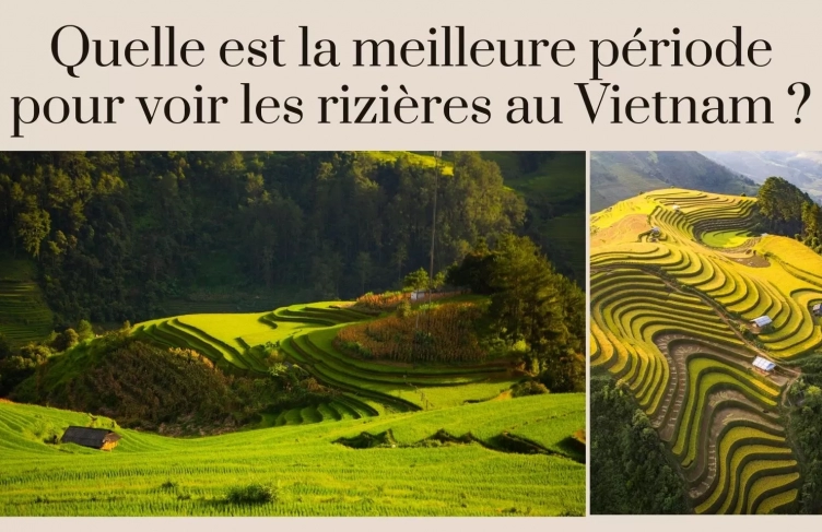 Quelle est la meilleure période pour voir les rizières au Vietnam ?