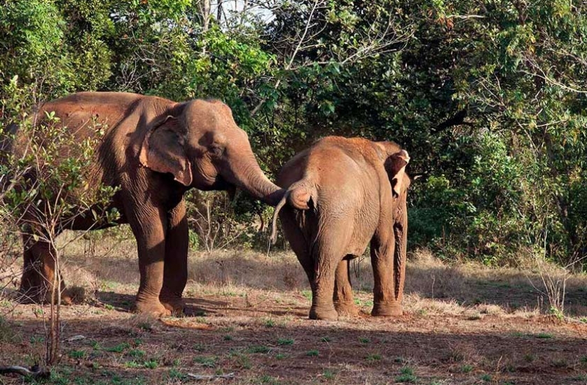 Cambodge en famille 15 jours Culturelle entre famille