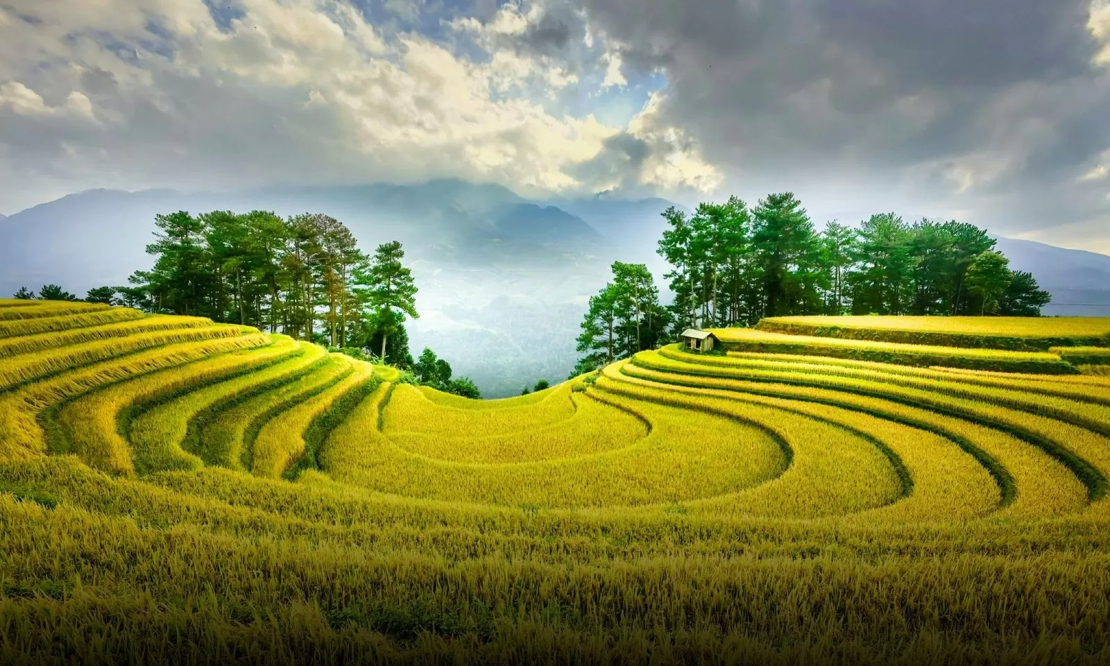 Mu Cang Chai 
