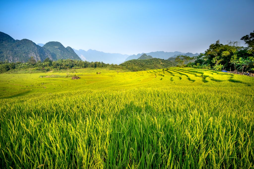 Top 10 Choses à Voir Et Faire à Pu Luong