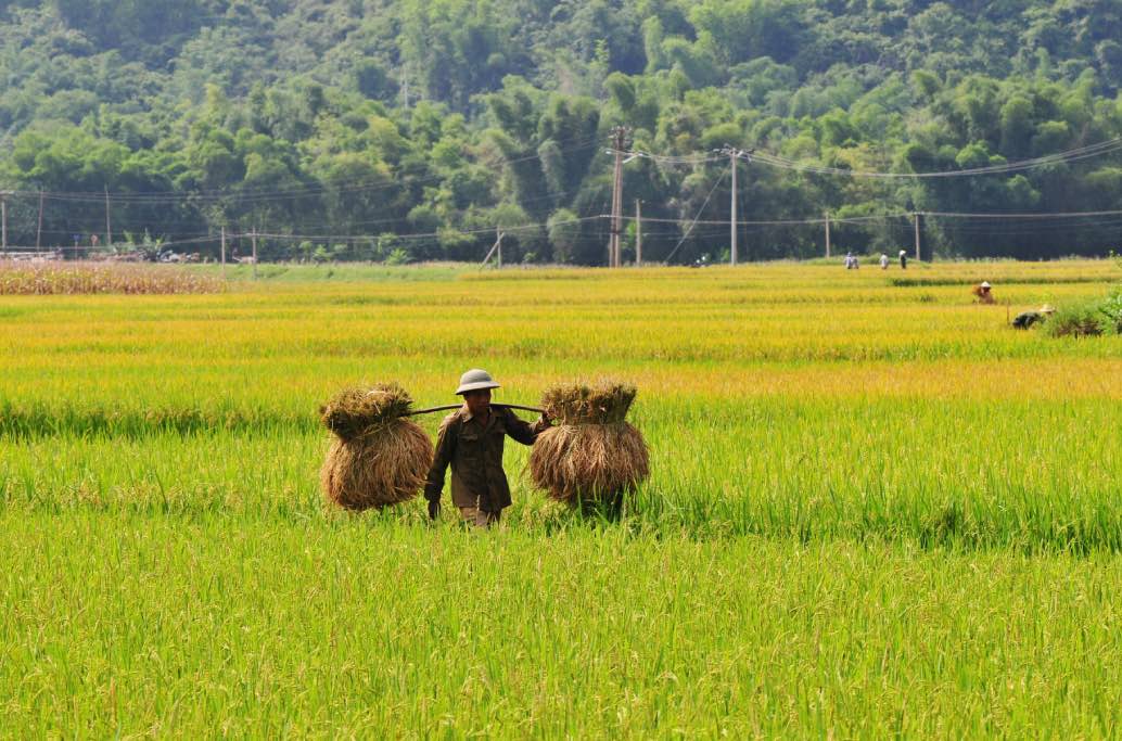 Mai Chau 