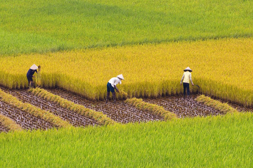 Circuit splendeurs Vietnam du nord au sud 15 jours