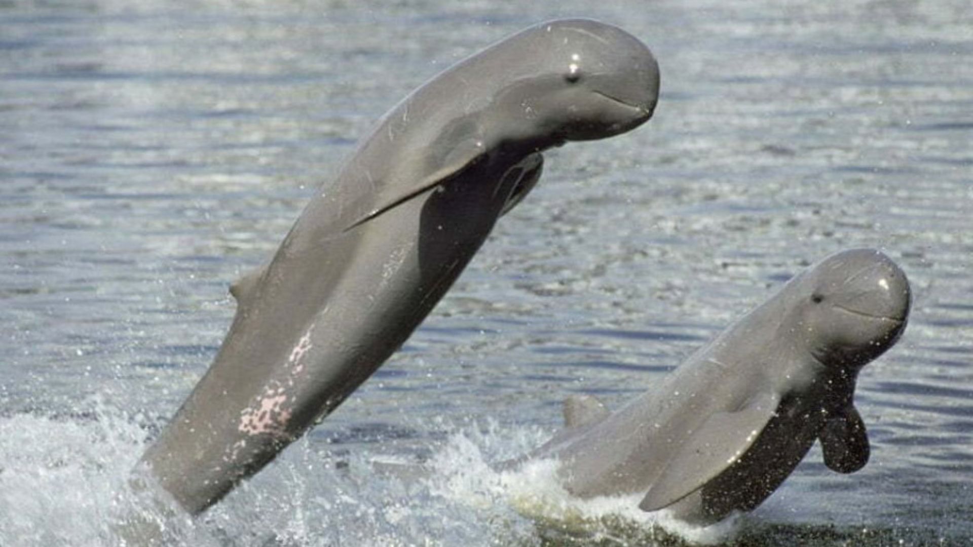 Dauphins de l’Irrawaddy à Kratie