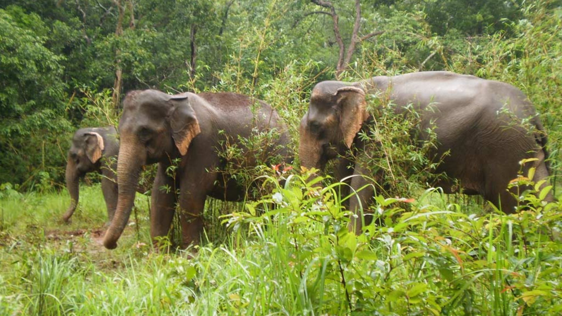 Le projet Elephant Valley
