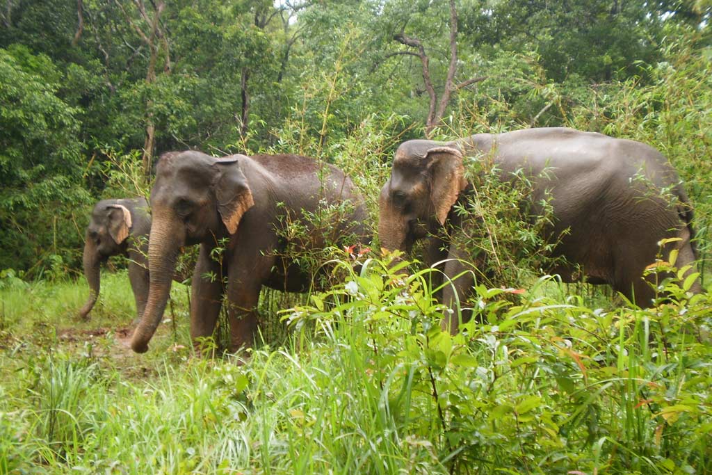 Le projet Elephant Valley