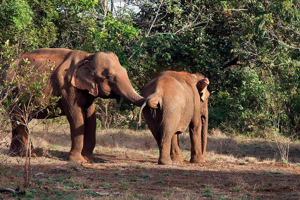 Mondulkiri - Elephant valley project