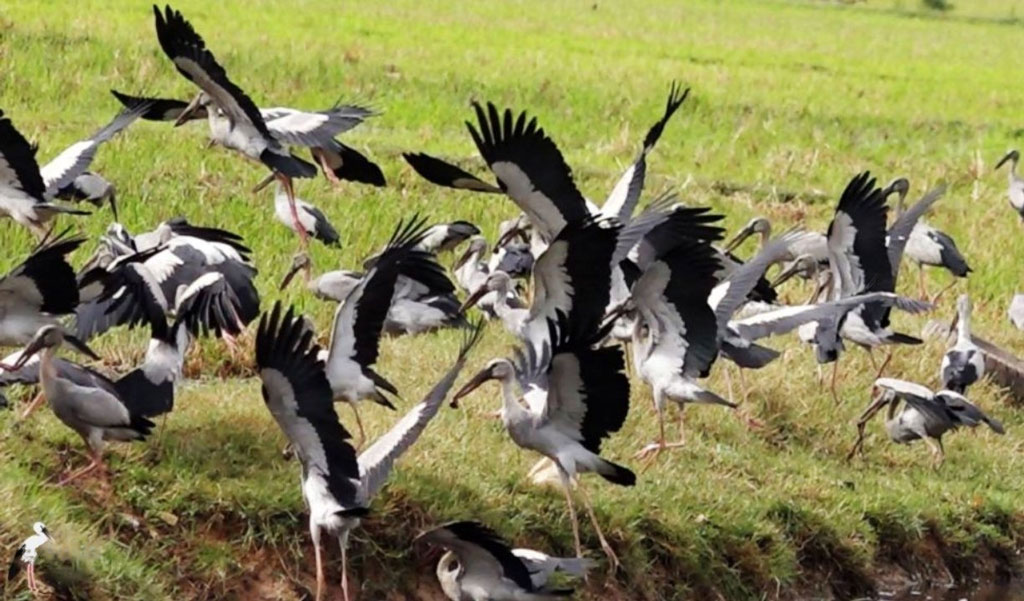 Preah Vihear Bird Watching Site