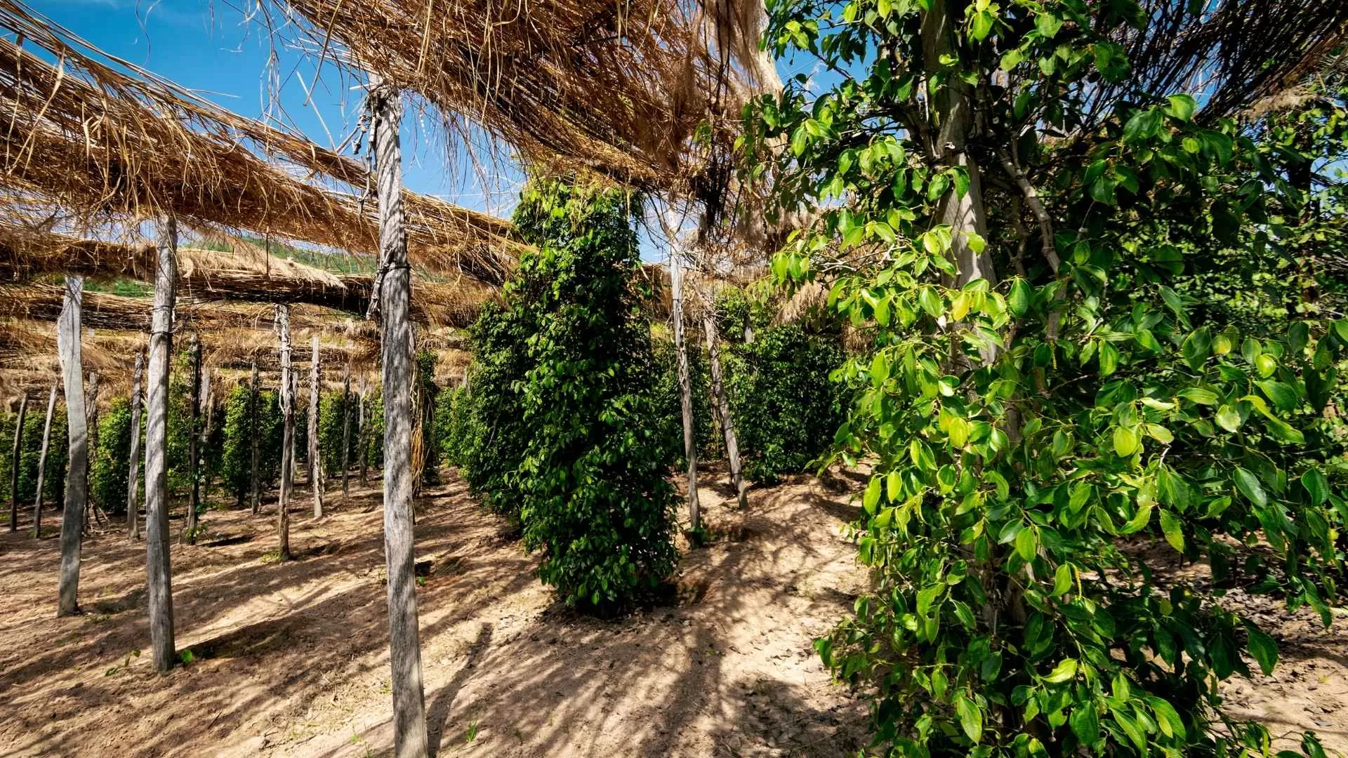 Pepper farm