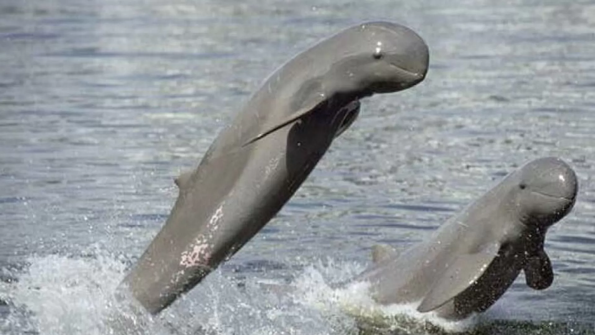 The Irrawaddy Dolphin