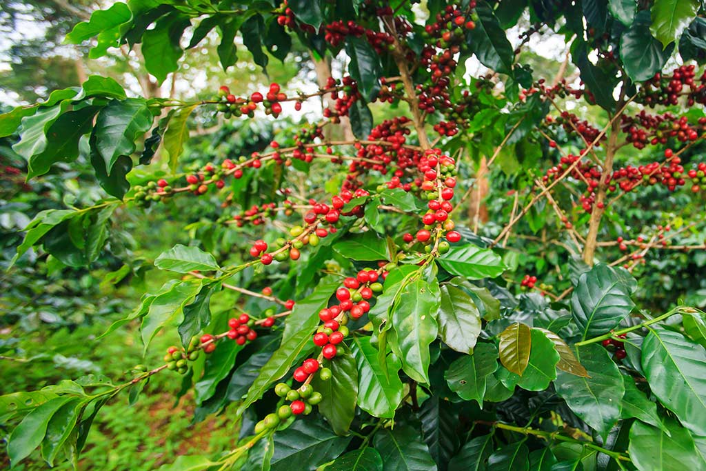 Coffee plantation on Bolaven Plateau