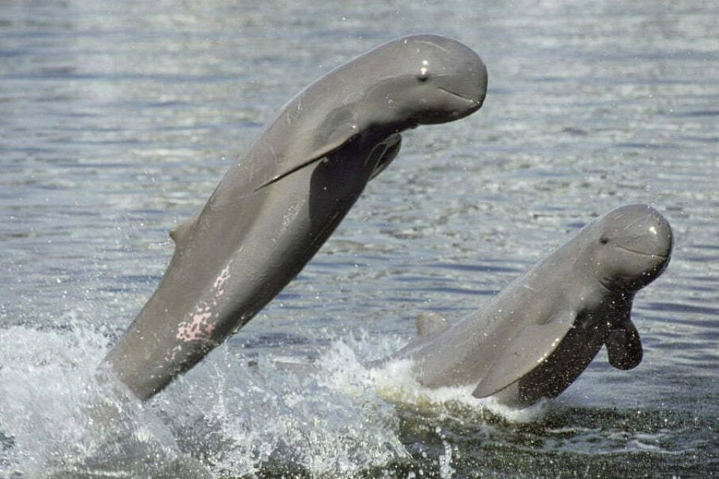 Irrawaddy dolphins