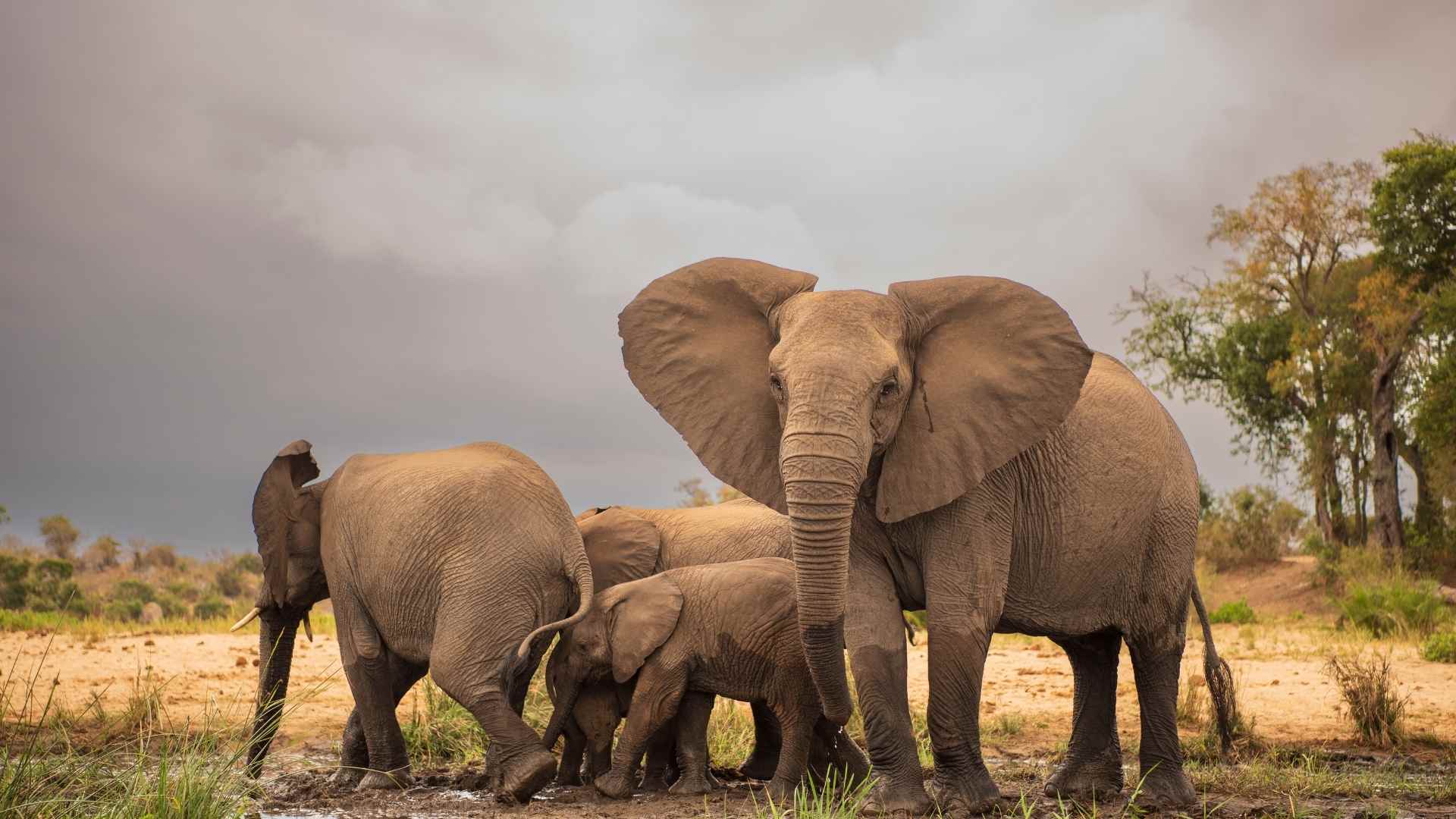 Elephants in the park