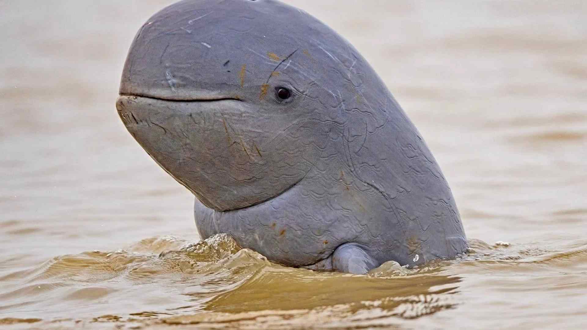 A cute dolphin in Mekong river