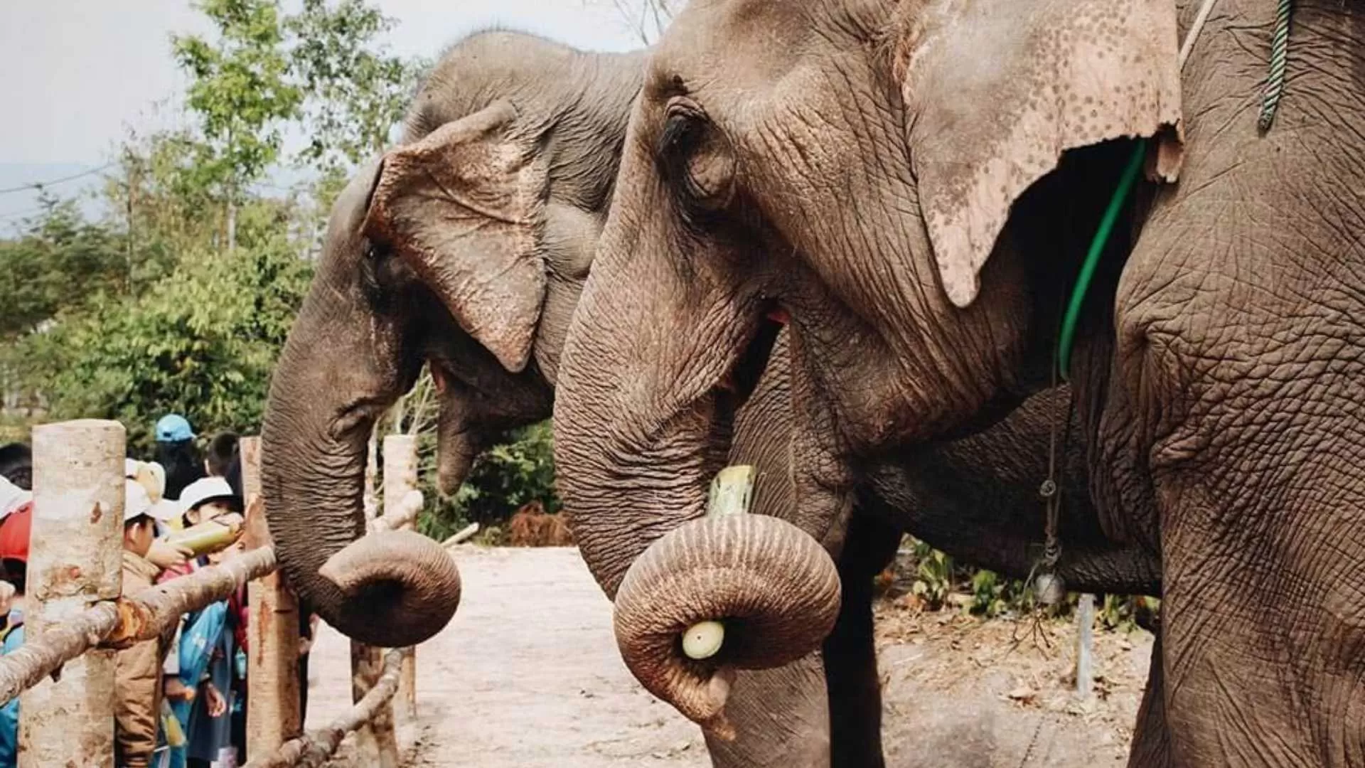 Aller voir les éléphants en Thaïlande