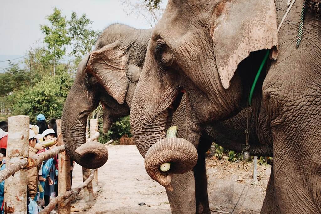 Aller voir les éléphants en Thaïlande