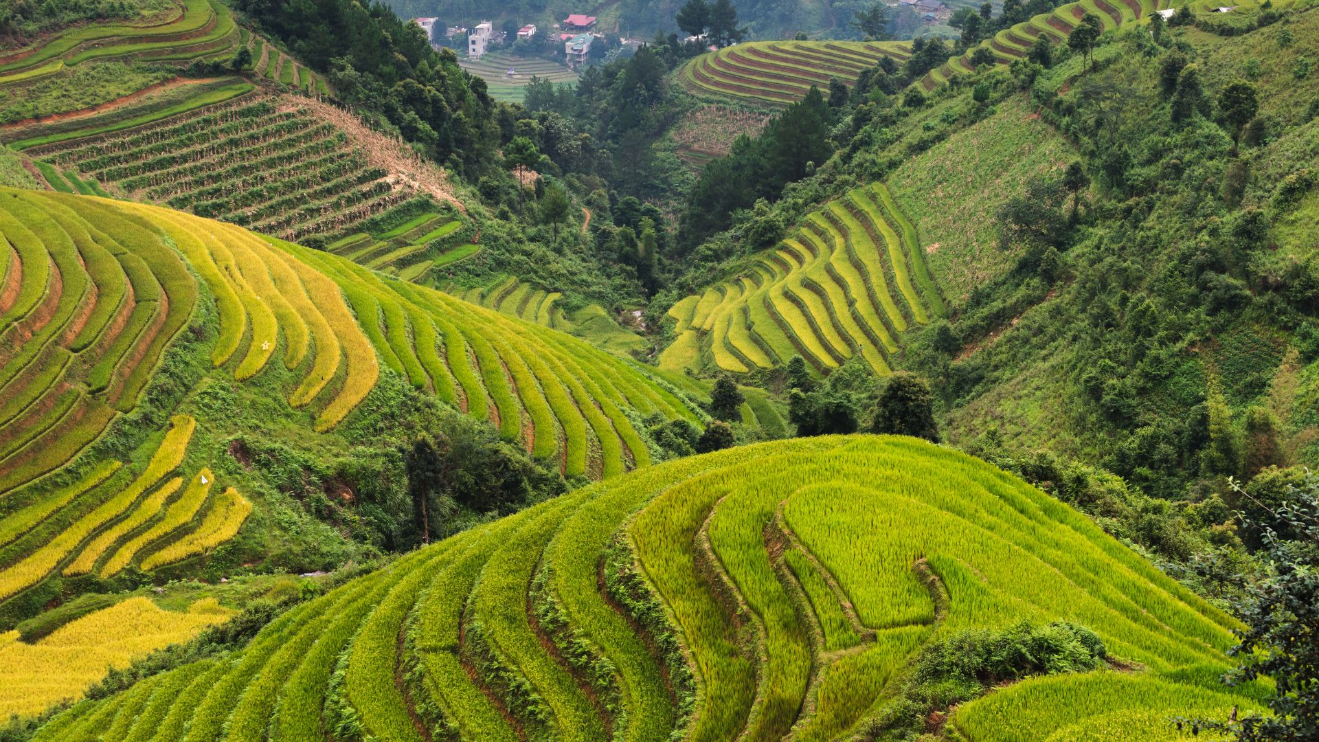 Rizières en terrasse de Sapa