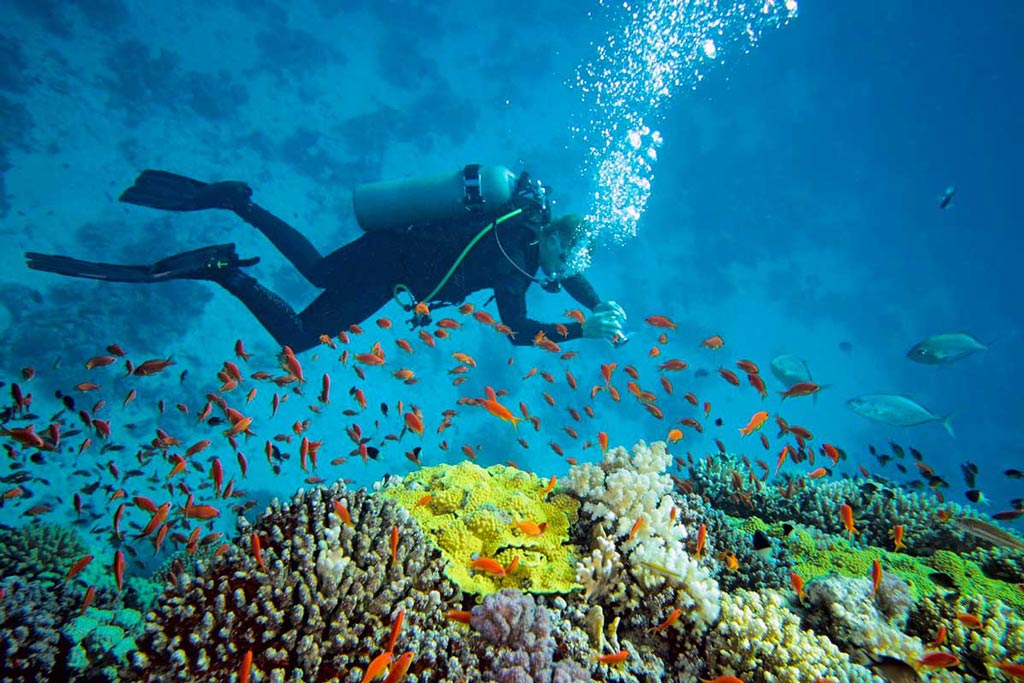 Koh Phangan offre des expériences de plongée inoubliables