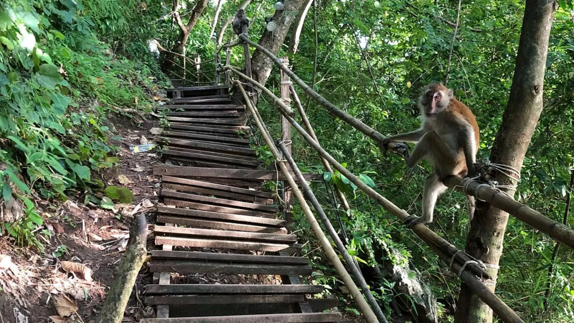 Monkey Trail