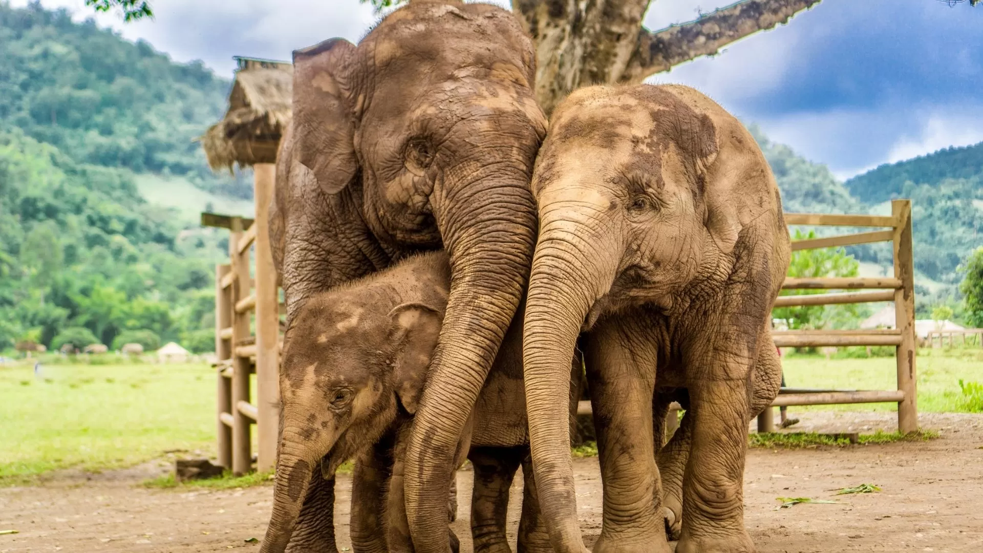 Elephant Sanctuary