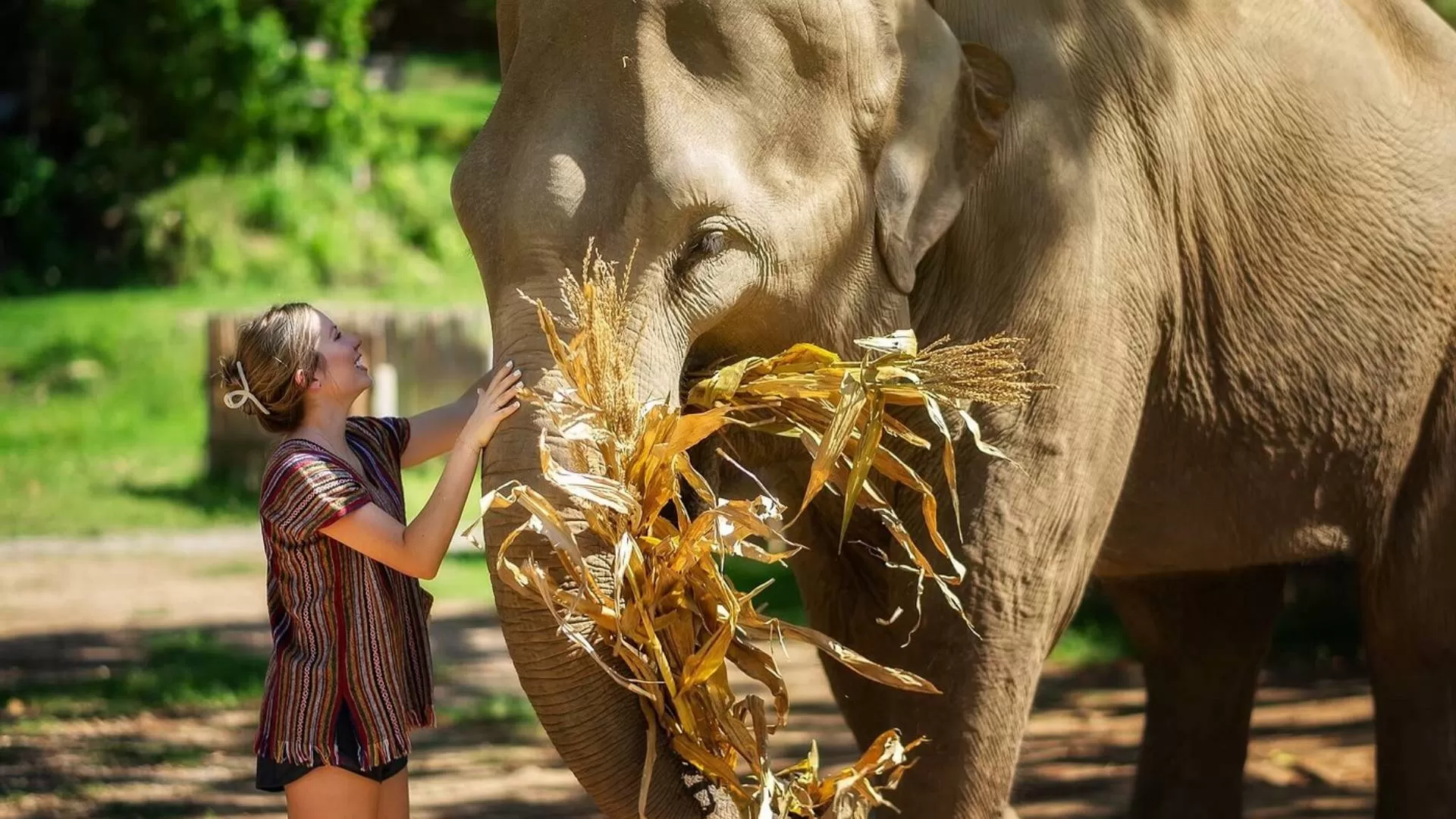 Sanctuaire d’éléphants à Chiang Mai
