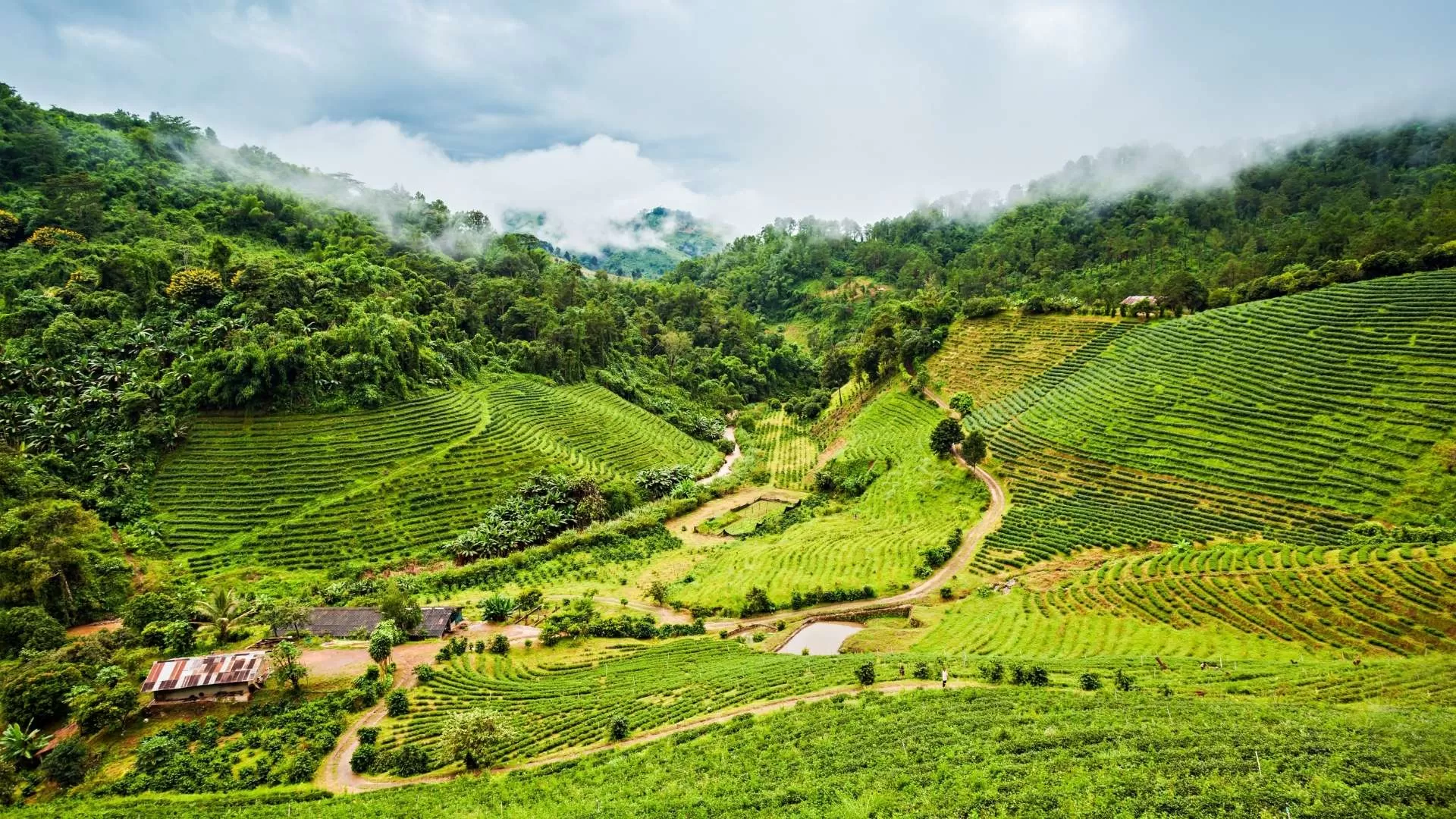 Doi Mae Salong