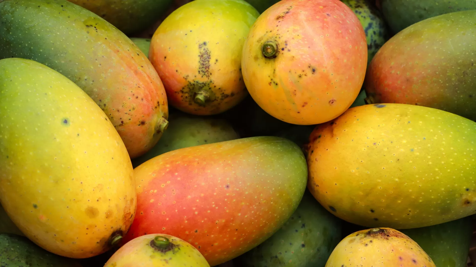 Mangue