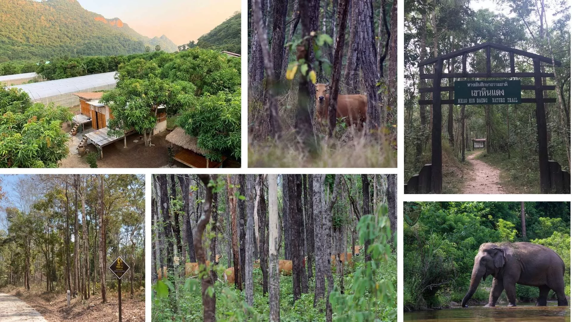 Thungyai–Huai Kha Khaeng Wildlife Sanctuaries