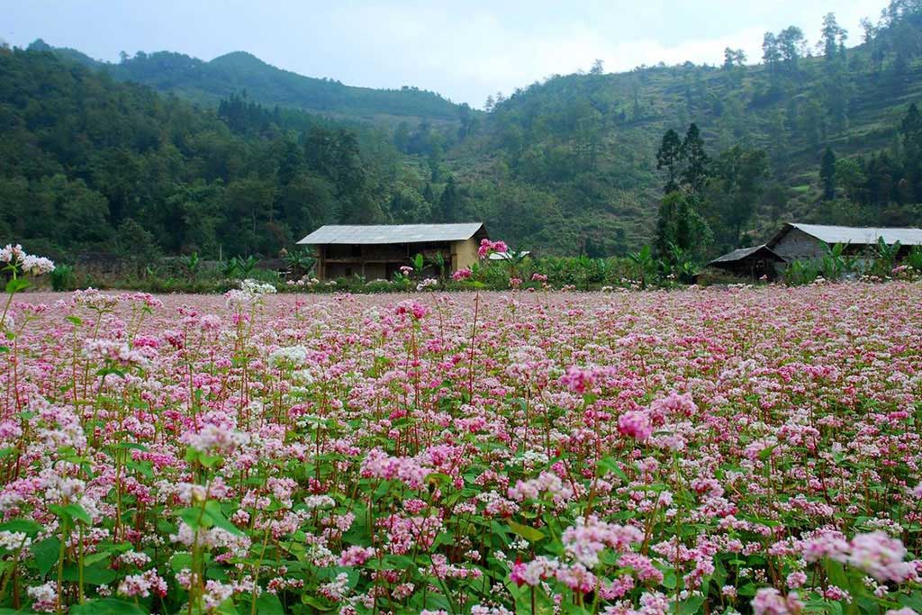 Ha Giang