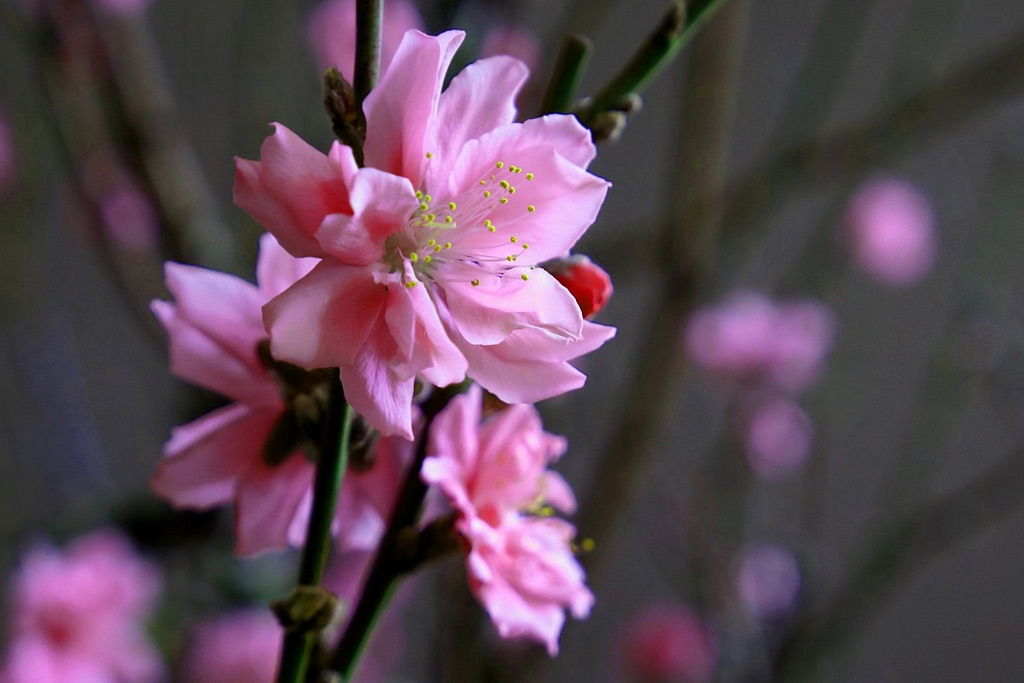 Peach blossom