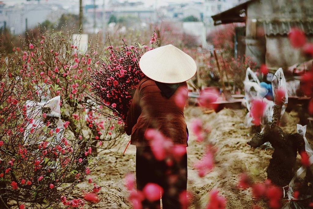 Peach blossom garden