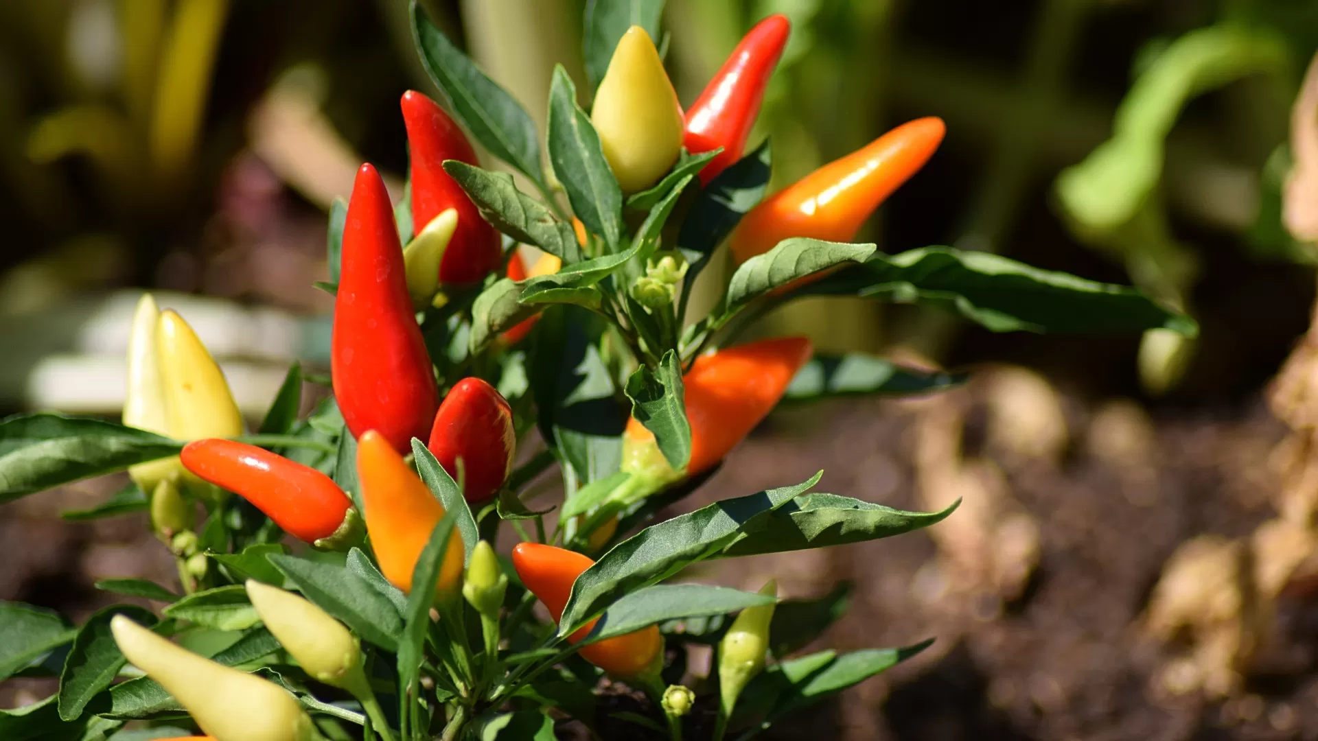 Piment
