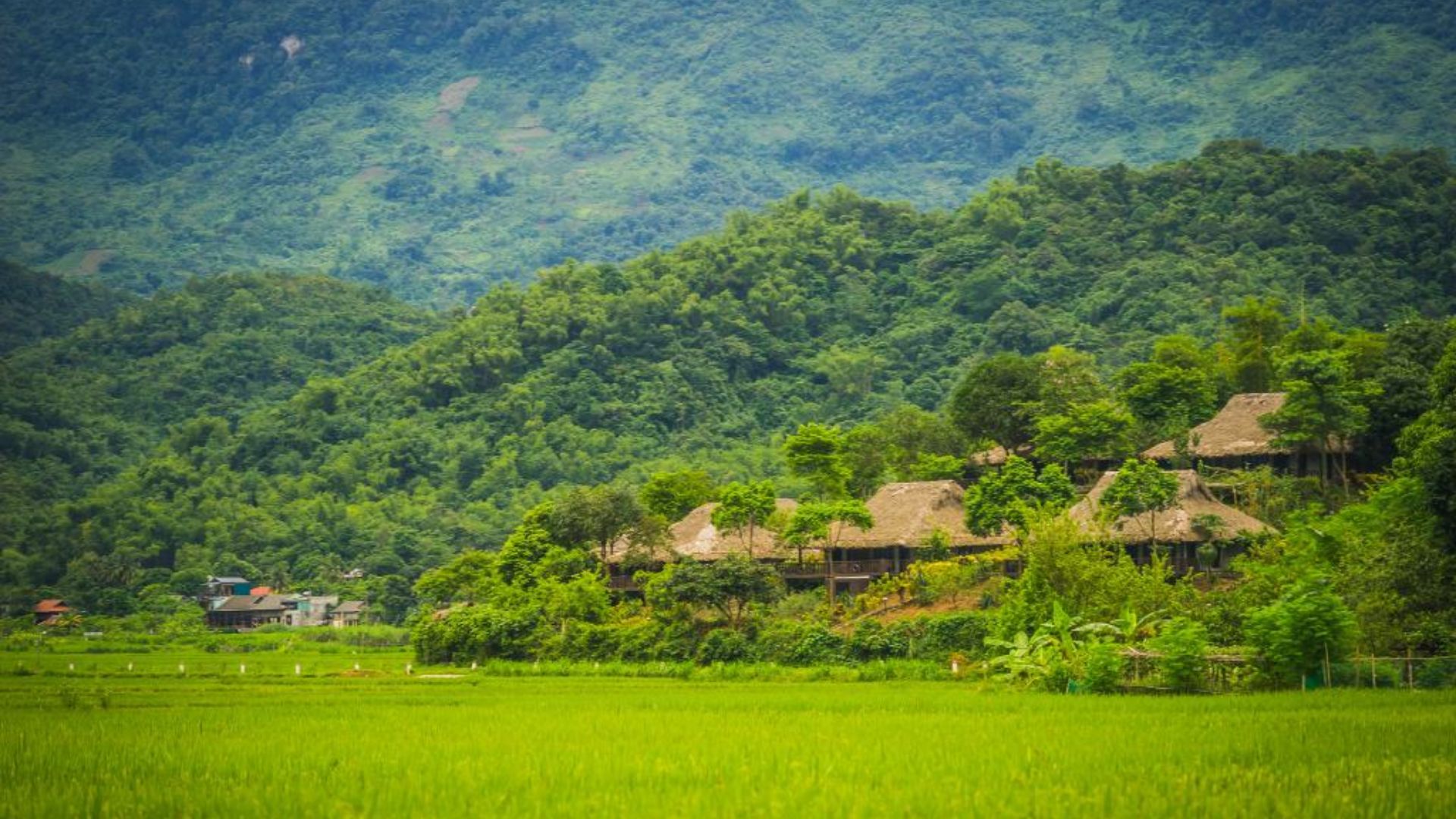 Les rizières de Mai Chau
