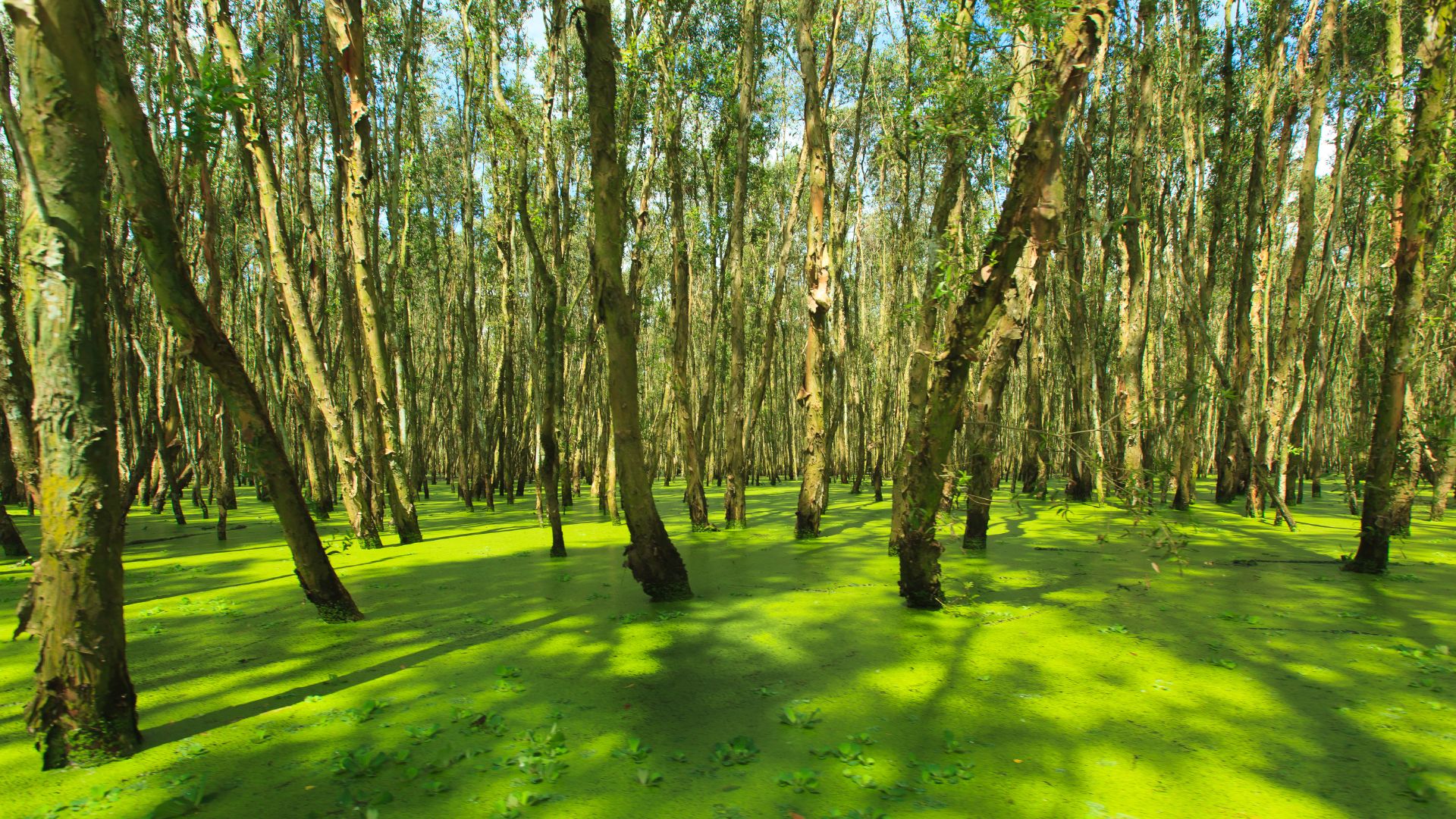 Forêt de Cajeput à An Giang
