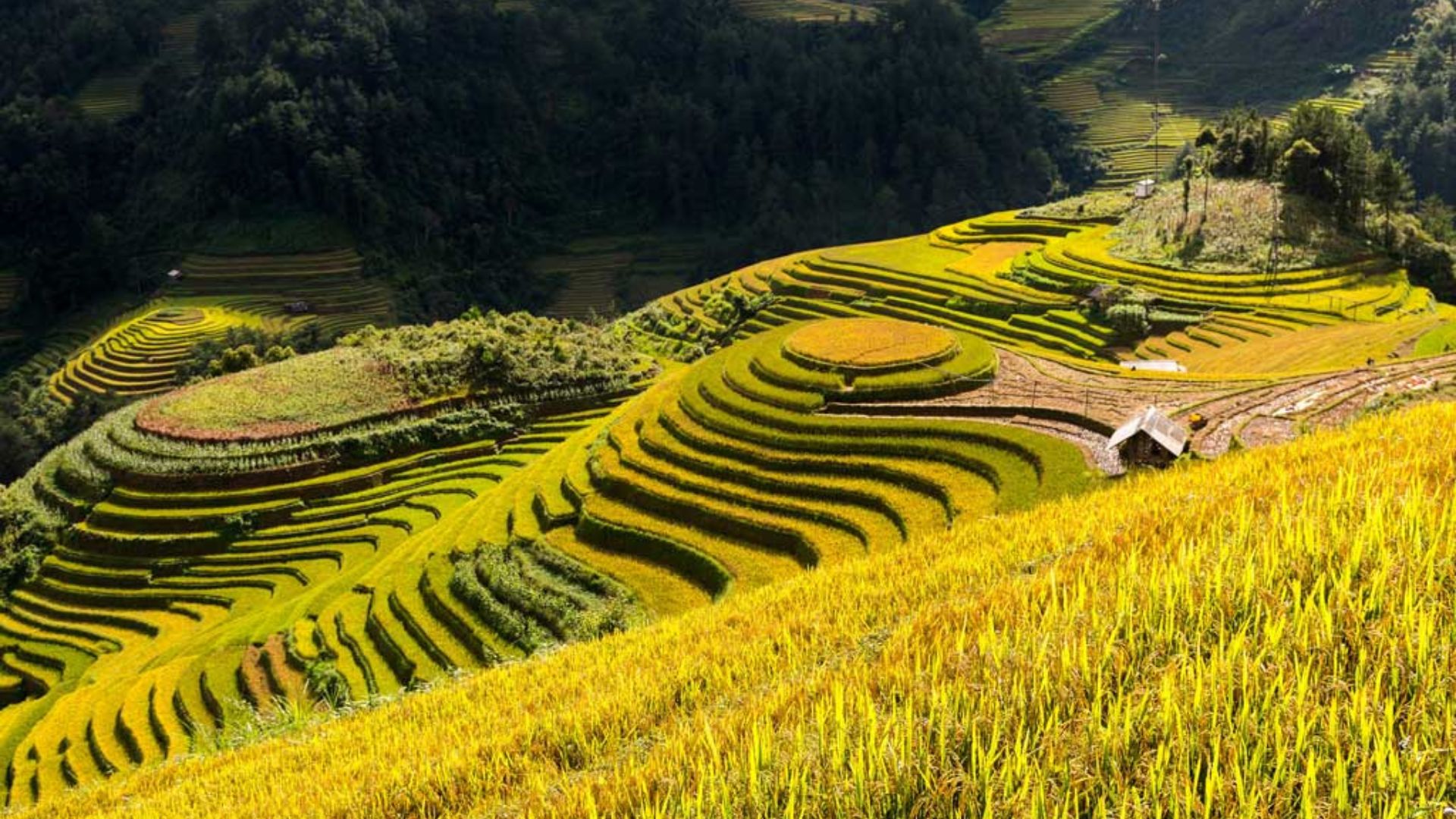 Les rizières de Mu Cang Chai
