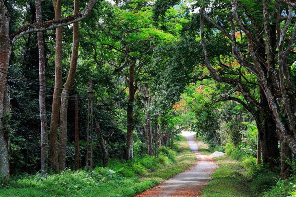 Parc national de Cuc Phuong 