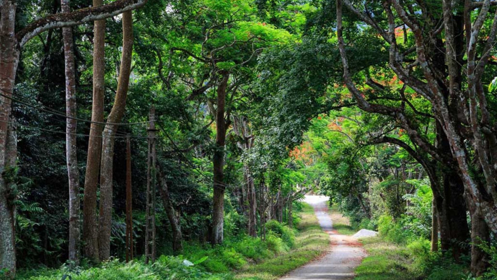 Parc national de Cuc Phuong 