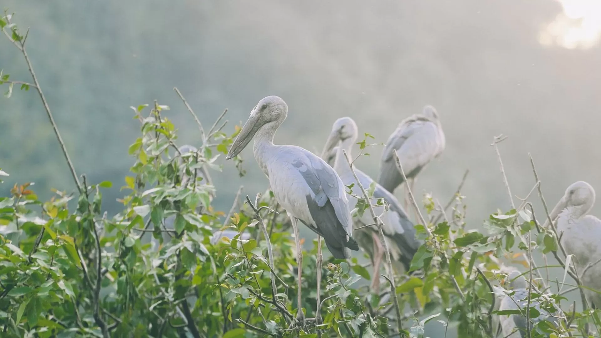 En naviguant sur la rivière, vous pourrez admirer les oiseaux.