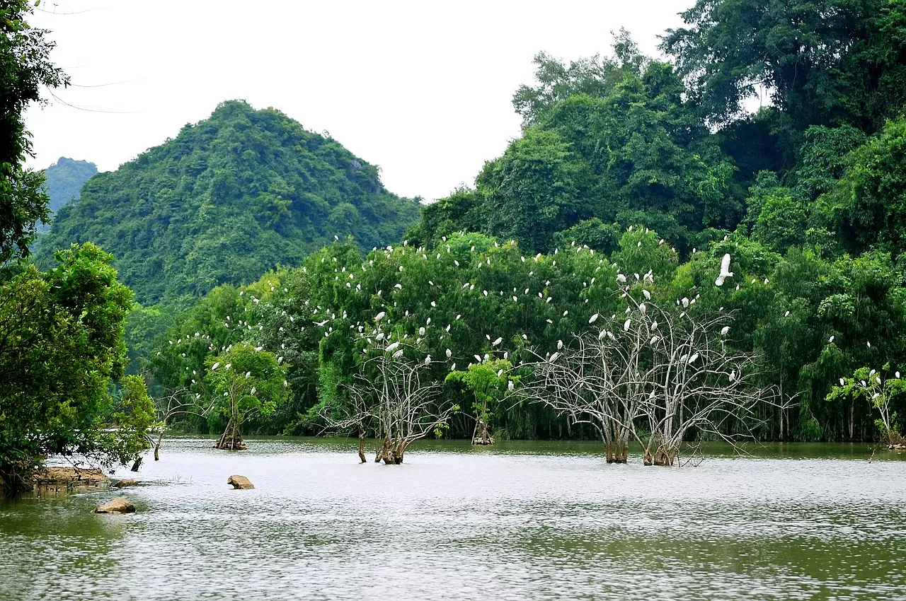Oiseaux à Thung Nham
