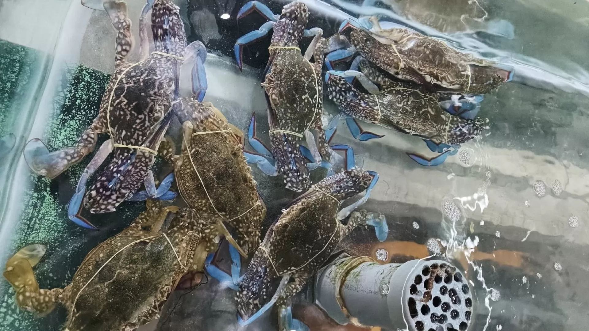 Les crabes Ham Ninh