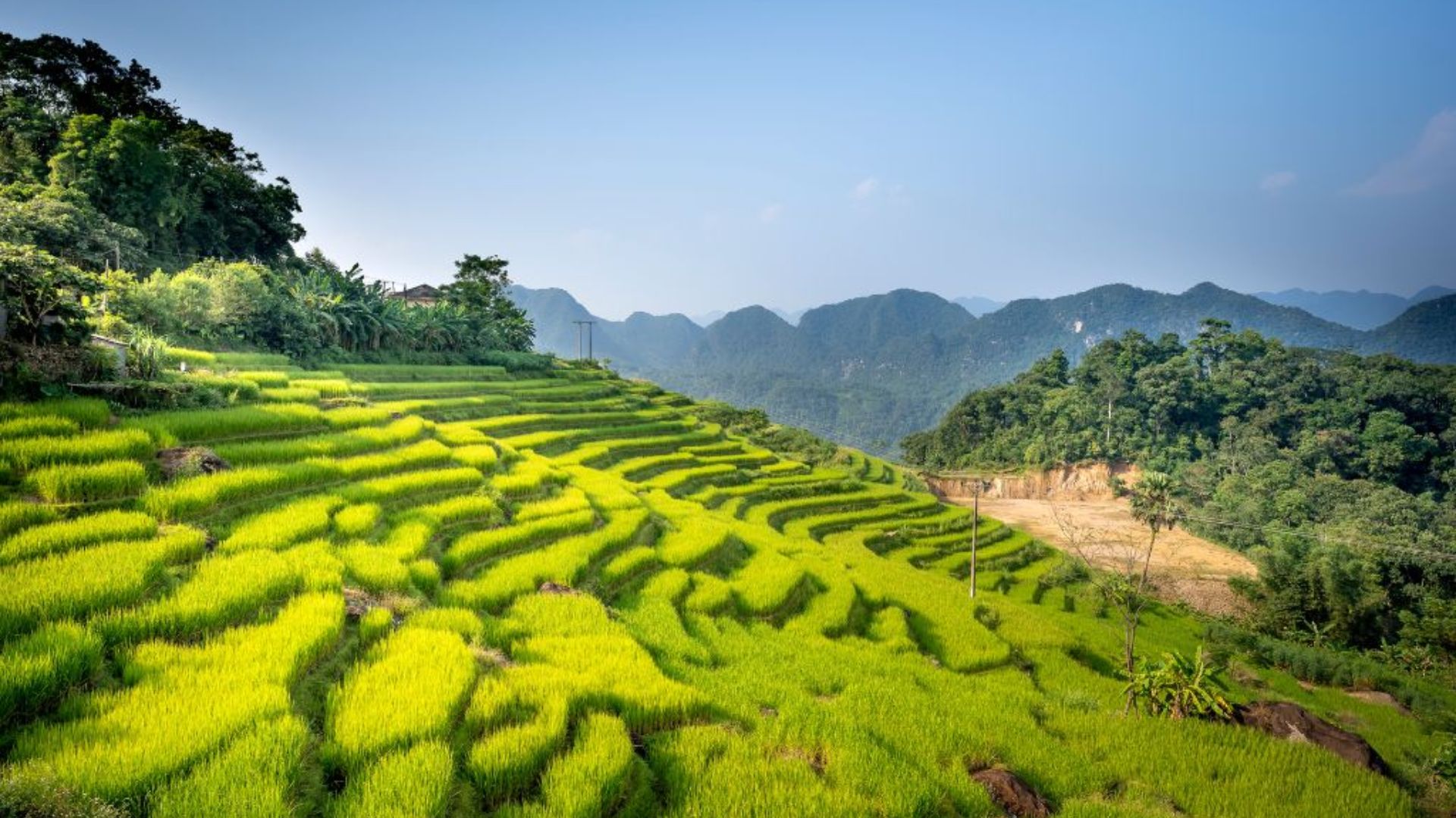 Rizières en terrasses à Pu Luong
