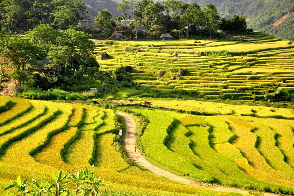 Vietnam, le pays des rizières