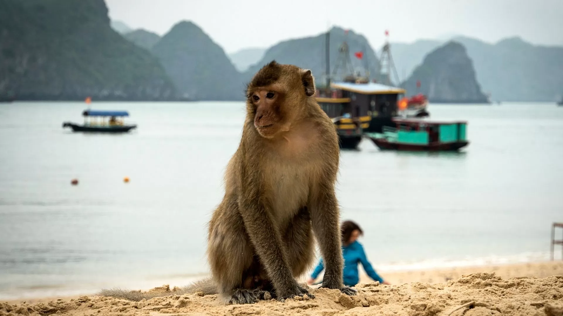 Monkey island