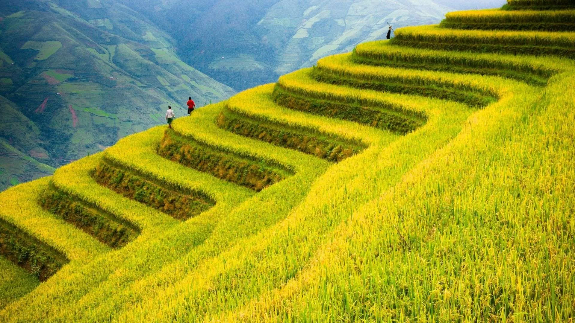 Sapa