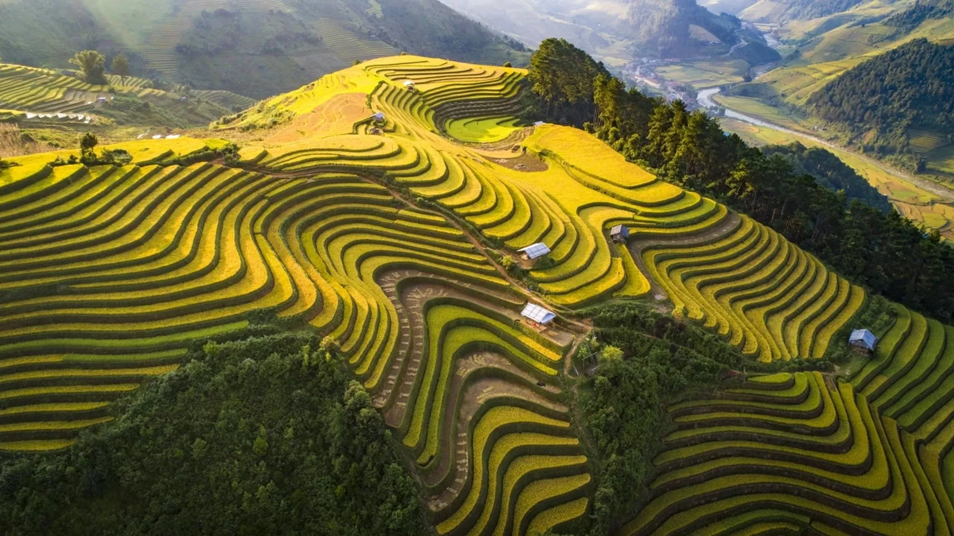 Tu Le's rice terraces